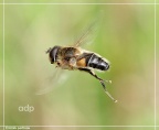 Eristalis pertinax, hoverfly, Alan Prowse